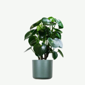 Home plants ecommerce product featured img 6